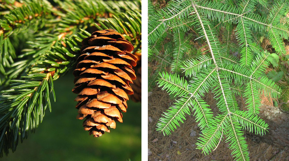 Sapin ou telle est la question Blogue de GUEPE — free download